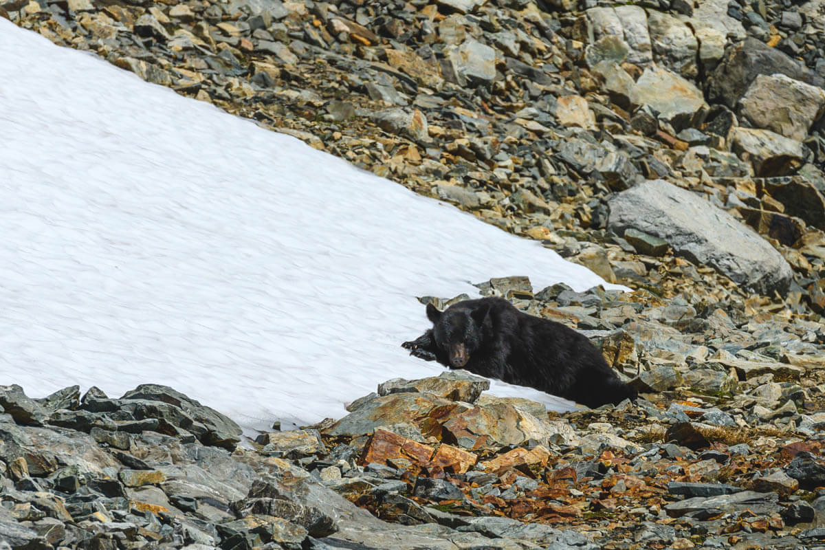 black-bear-washington-wabdr