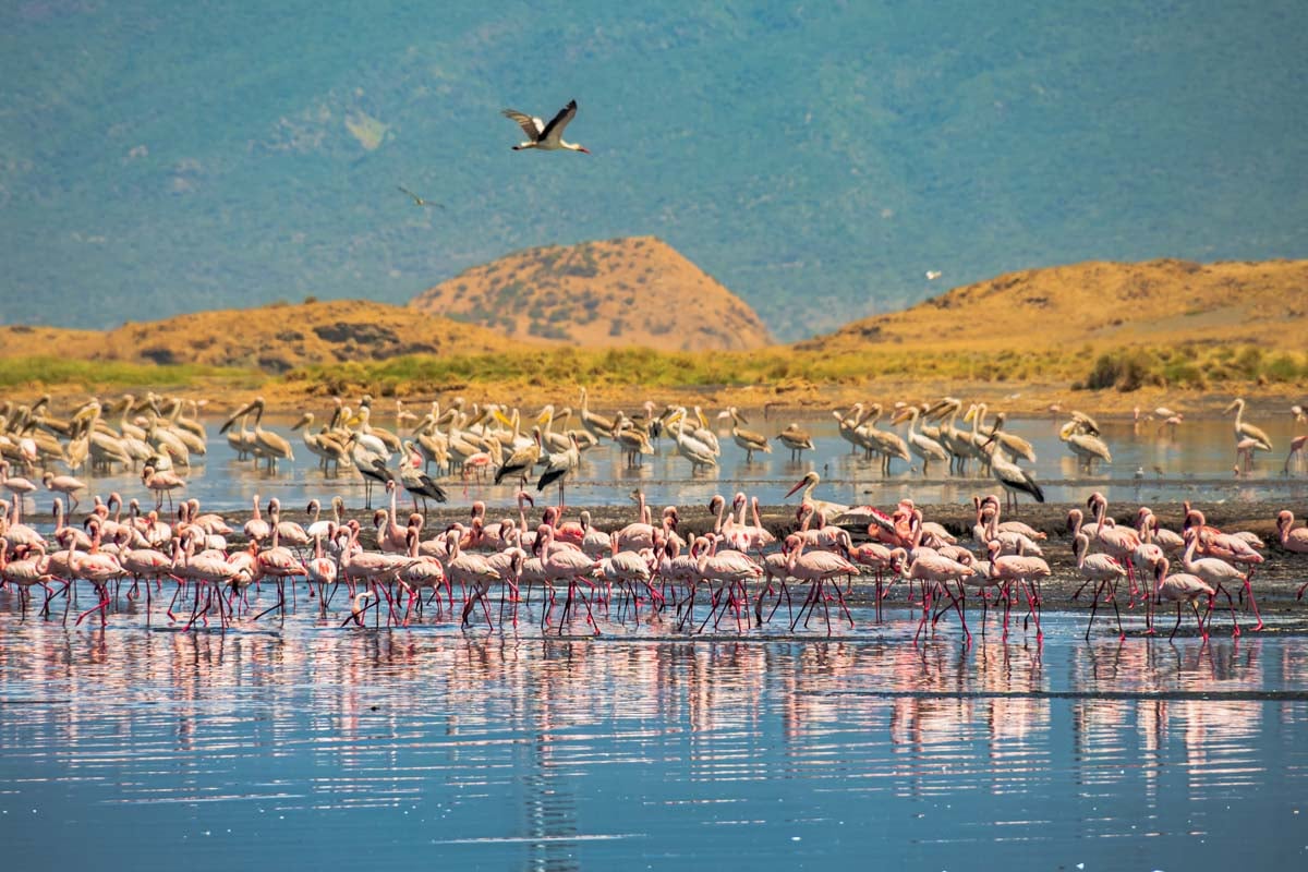 lesser-flamingos-tanzania-africa-lake-natron