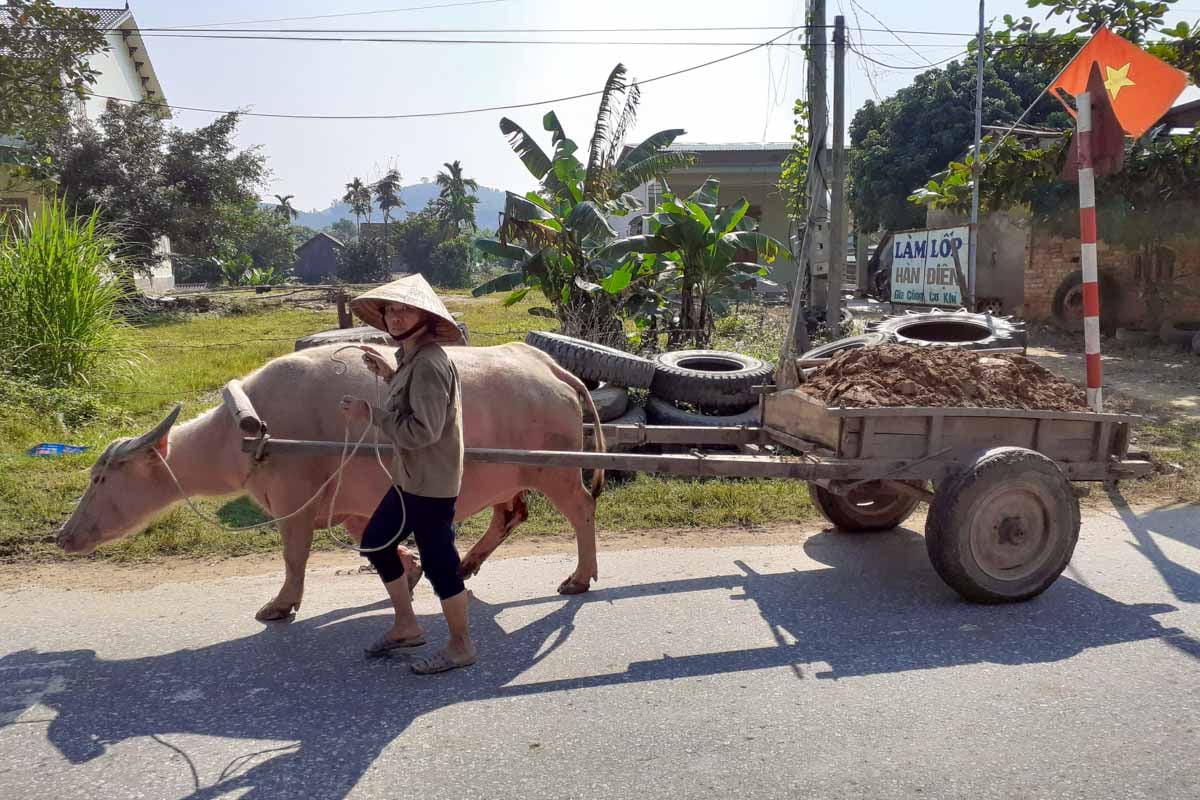 man-and-his-water-buffalo-vietnam