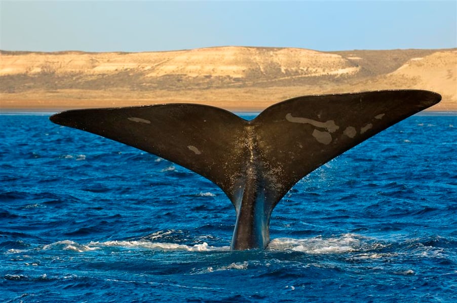 whale_tail_puerto_madryn_patagonia