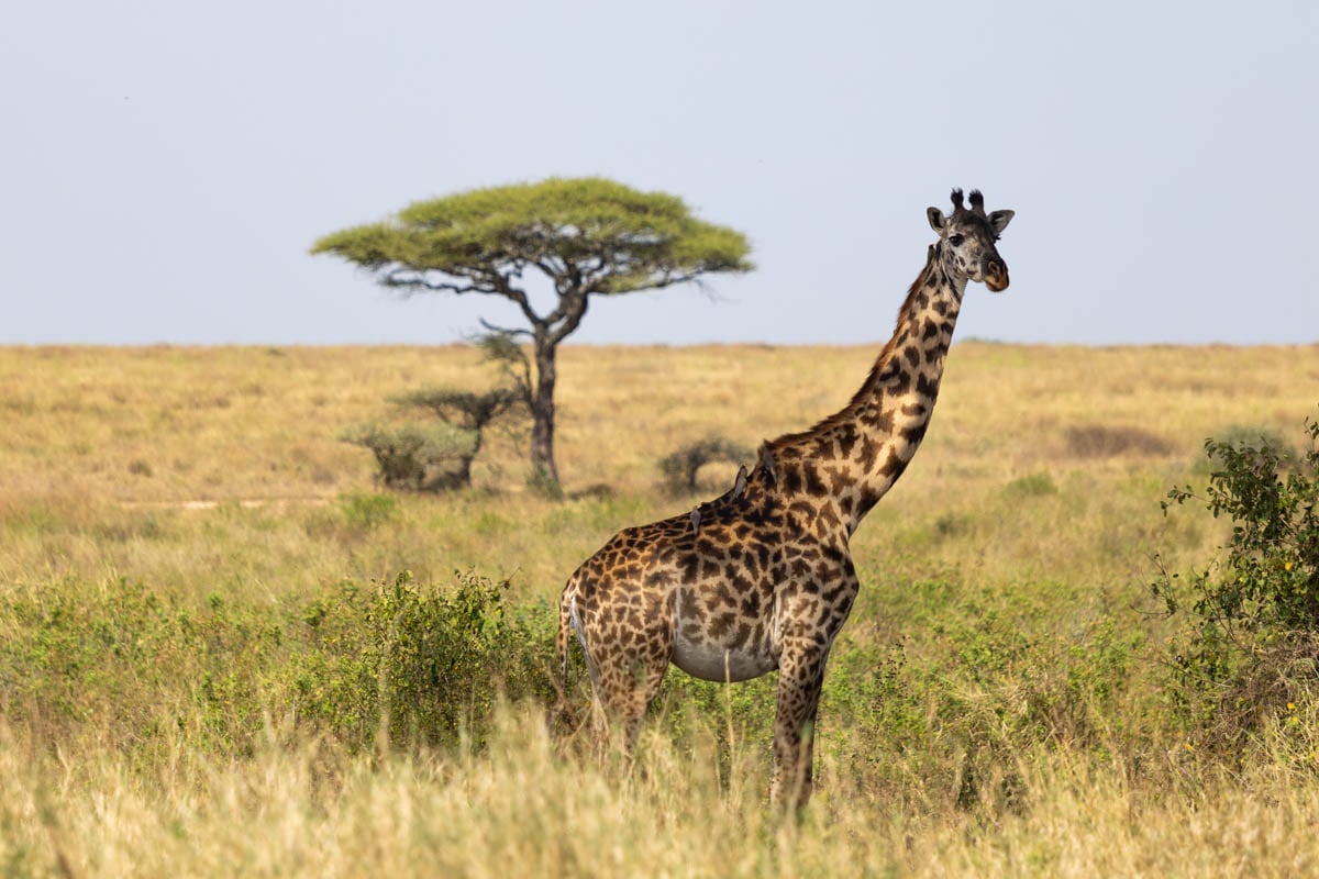 wildlife-along-the-savannah-in-africa