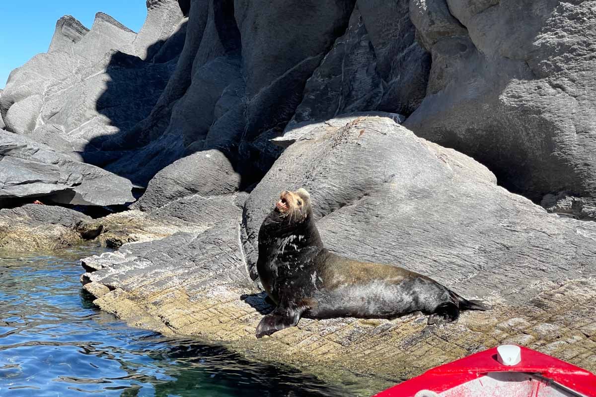 baja-mexico-seal-on-rock