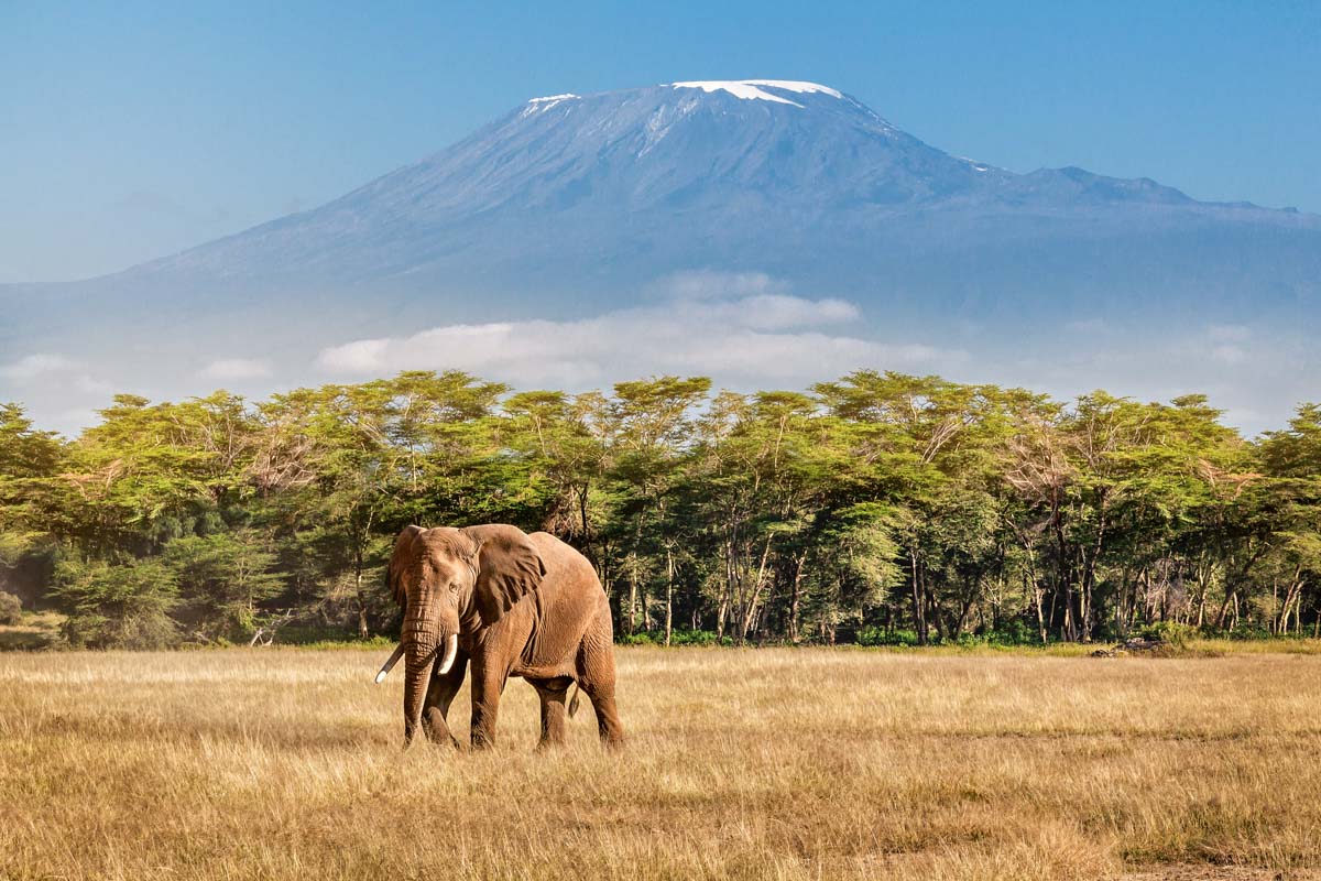 mt-kilimanjaro-and-elephant-in-tanzania-africa