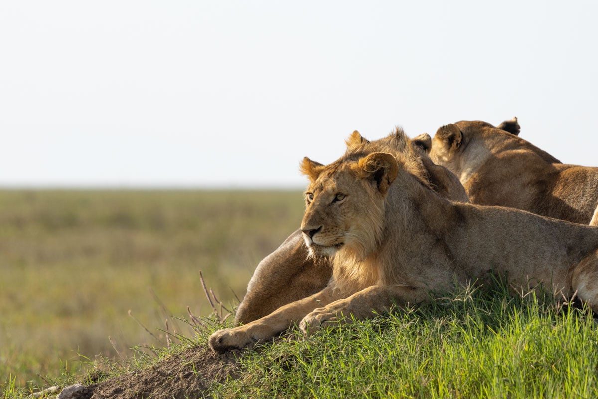 sighting-lions-on-our-motorcycle-safari-in-serengeti-tanzania-africa